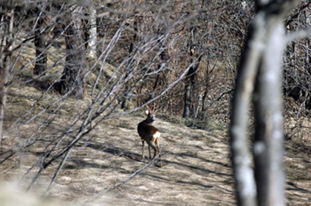 Il Capriolo